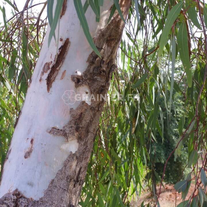 Eucalyptus camaldulensis, Gommier rouge image